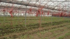 蔬菜種植培育基地十五